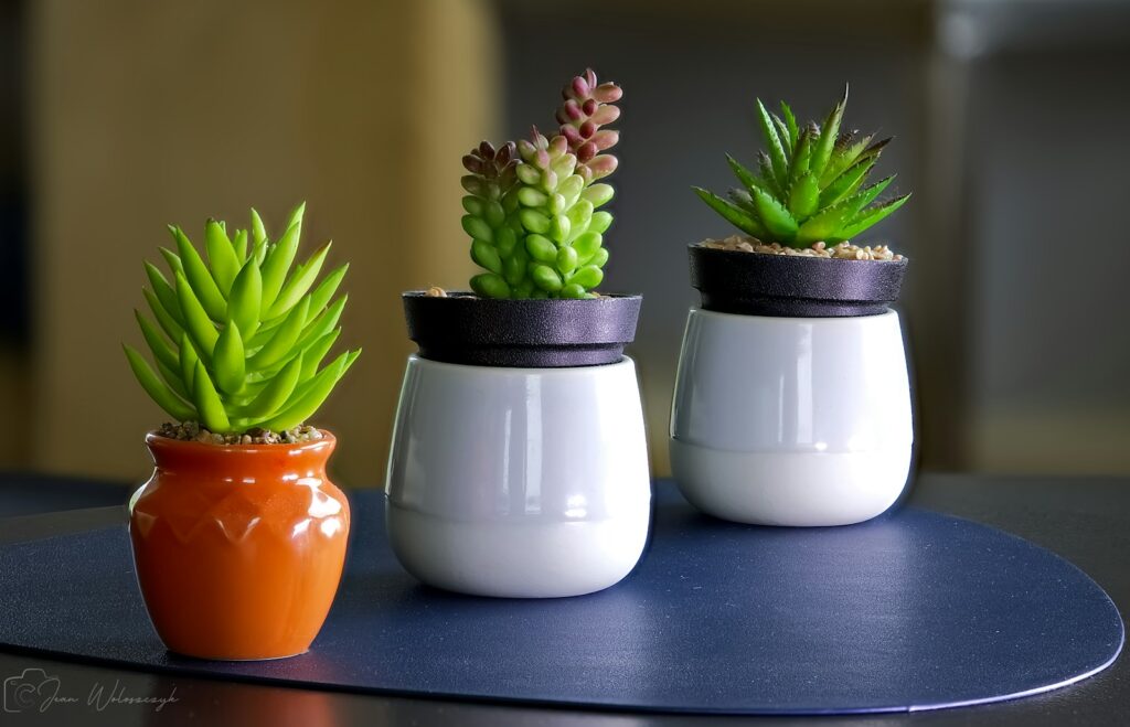 Three potted succulents on a dark surface.